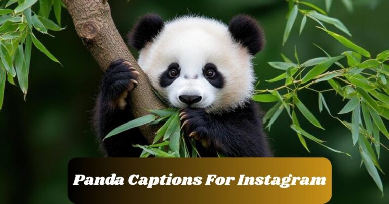 Panda Captions For Instagram