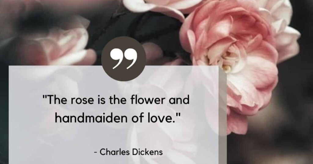 Aesthetic Rose Caption