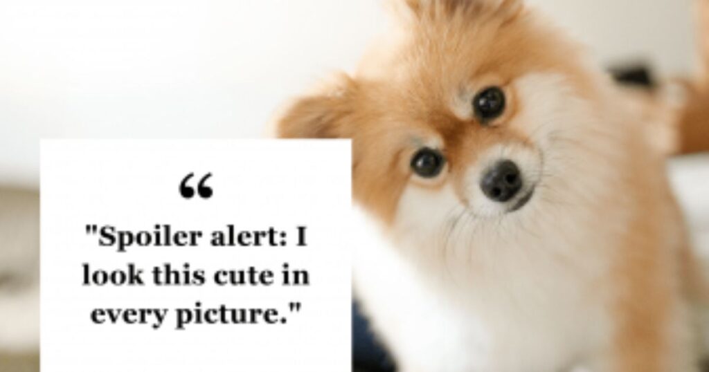 Funny Instagram Captions for Pets