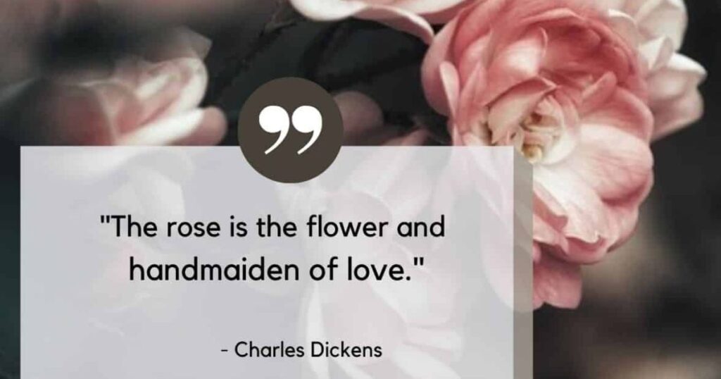 Pink Instagram Captions for Flowers