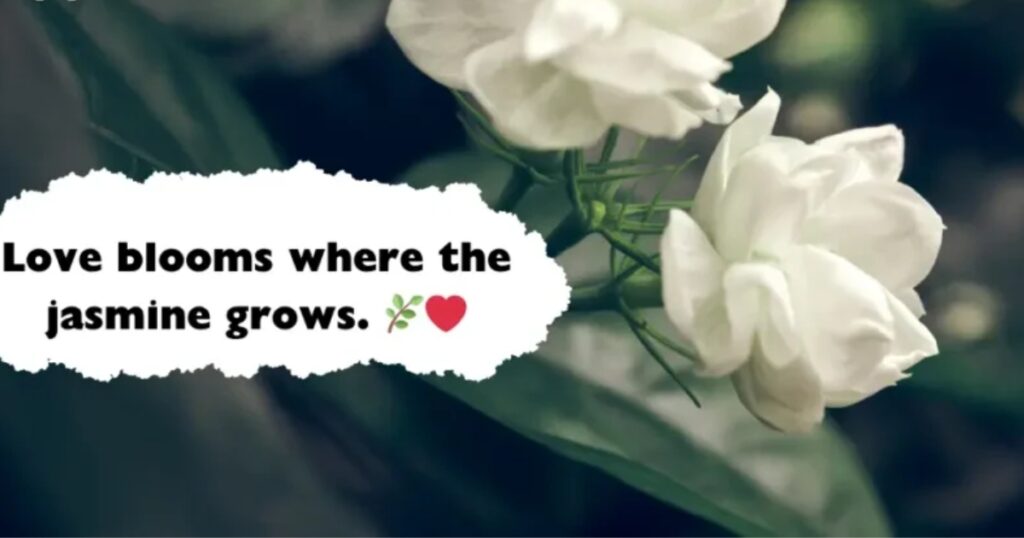 Short Jasmine Flower Quotes