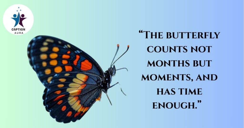 Butterfly Quotes About Peace